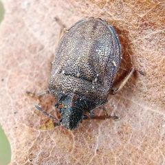 Podops inunctus