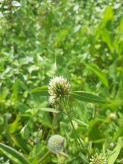 Trifolium squarrosum