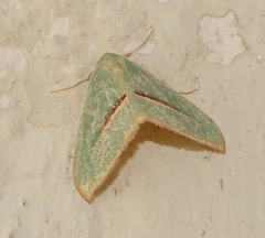 Chlorerythra rubriplaga