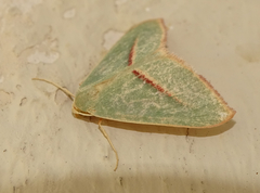 Chlorerythra rubriplaga