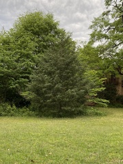 Juniperus virginiana