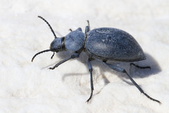 Tentyria rotundata