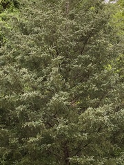 Juniperus virginiana