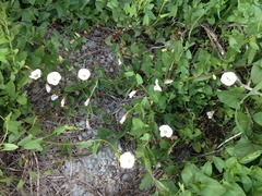 Convolvulus arvensis