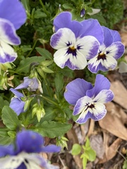 Viola × wittrockiana