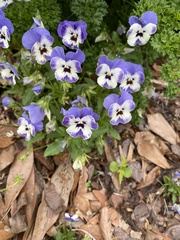 Viola × wittrockiana