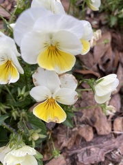 Viola × wittrockiana