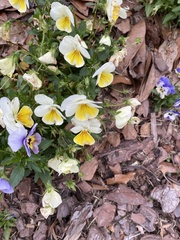 Viola × wittrockiana