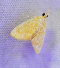 Glaphyria glaphyralis