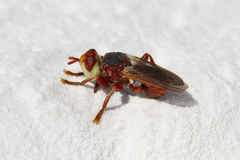 Myopa dorsalis
