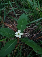 Jaborosa runcinata