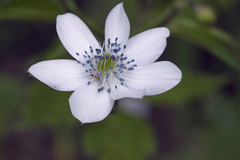 Eriocapitella rivularis