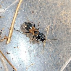 Macrodema microptera