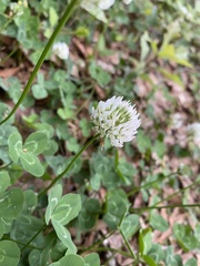 Trifolium repens