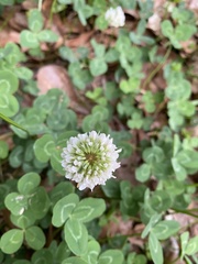 Trifolium repens