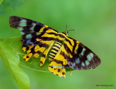 Dysphania subrepleta