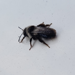 Andrena cineraria
