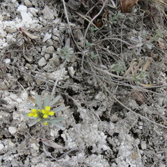 Alyssum montanum gmelinii