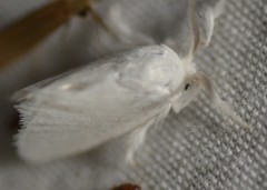 Zygaenoidea