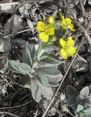 Alyssum montanum gmelinii