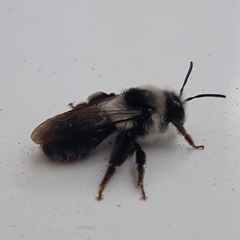 Andrena cineraria