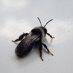 Andrena cineraria