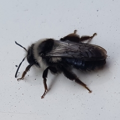 Andrena cineraria