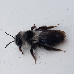 Andrena cineraria