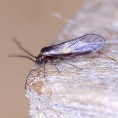 Trichopsocus brincki