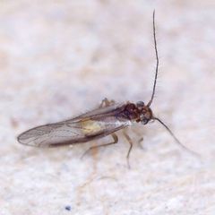 Trichopsocus brincki