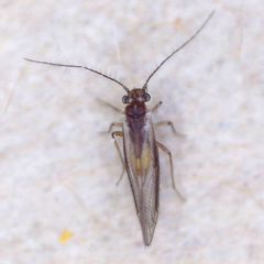 Trichopsocus brincki