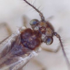 Trichopsocus brincki