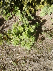 Corydalis nobilis