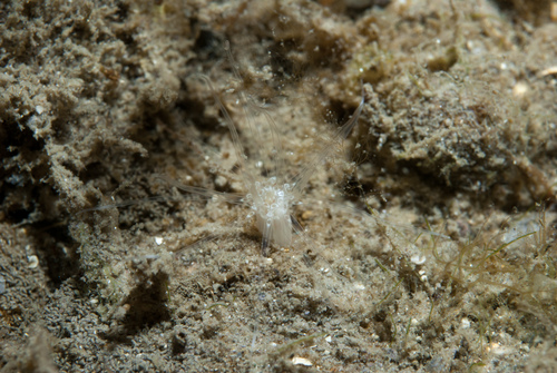 Edwardsia delapiae