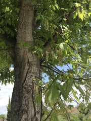 Acer negundo