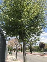 Acer negundo