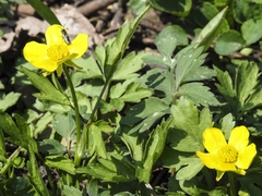 Ranunculus hispidus nitidus