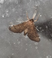Piletocera macroperalis