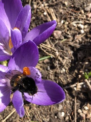 Bombus terrestris