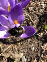 Bombus terrestris