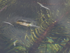 Hippuris vulgaris