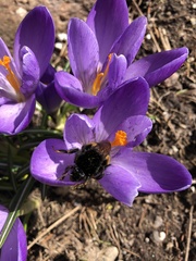 Bombus terrestris