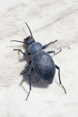 Tentyria rotundata