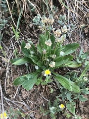 Plantago lanceolata