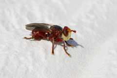 Myopa dorsalis