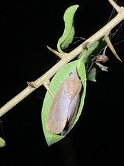 Hypocala guttiventris