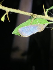 Hypocala guttiventris