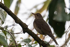 Turdus unicolor