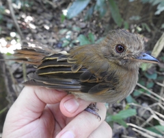 Cnipodectes subbrunneus