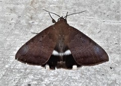 Achaea eusciasta
